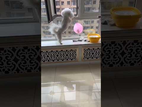 The owner looked for the balloon with the dog.