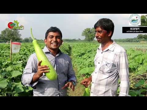 ভিন্ন পদ্ধতির লাউ চাষ- ১০ হাজার টাকা খরচে লাখ টাকা আয়