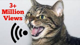 Mother Cat Calling For Her Kittens | Mom Cat Sounds | Mummy Cat Voice | Mama Cats Meowing Videos