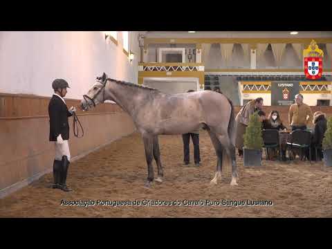 220129 21 Oblikuelo - Aprovação de Garanhões