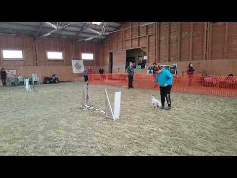 Tordas Őszi Agility verseny