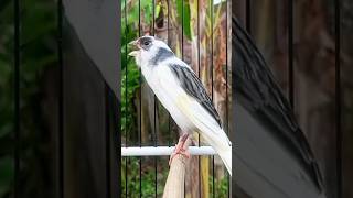 Download lagu canary champion #kenari #canary #canario #canarias #canarysinging #kenarigacor #kenarimania #birds mp3