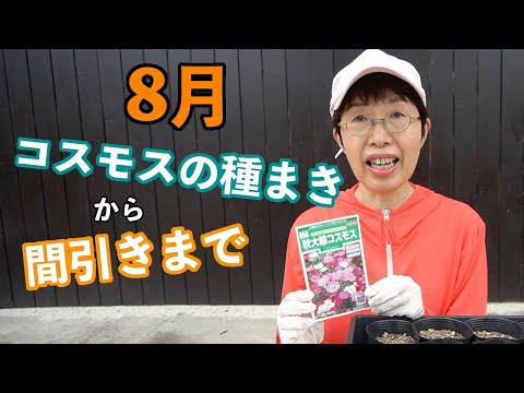 コスモスの種の育て方は？特別な注意が必要ですか?  庭園