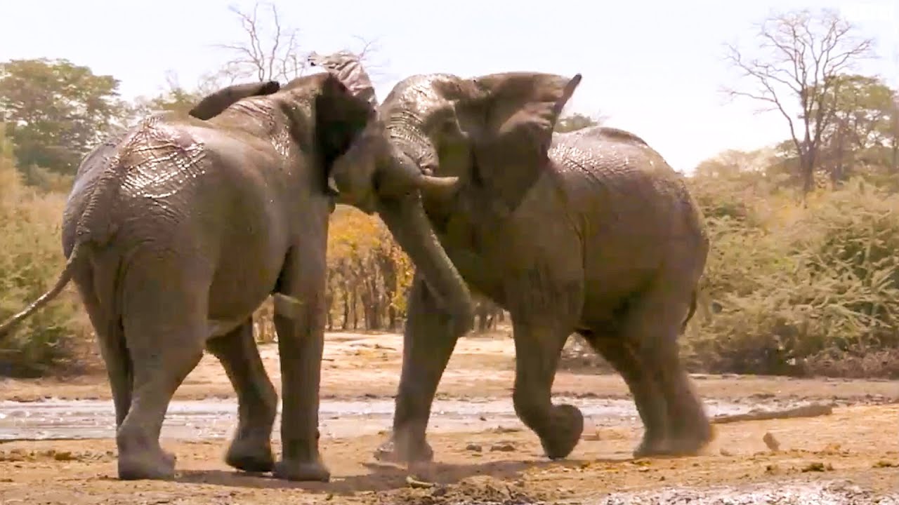 Top 5 Nail-Biting Elephant Moments | BBC Earth