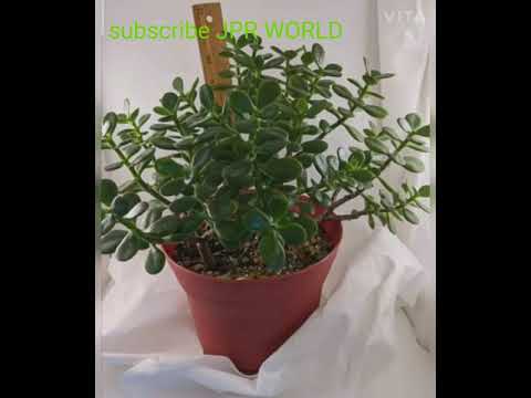 JADE PLANT COLLECTION/NEW FLOWERING BLOOM'S OF JADE PLANT