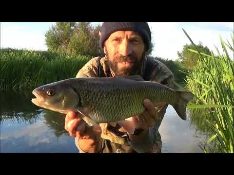 SUMMER CHUB Can't resist this bait.... June 2022