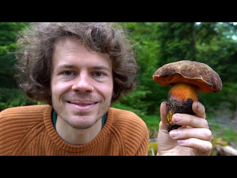 Die Hexen kommen! Wildkräuter und Pilze Sammeln im Frühsommer 2023