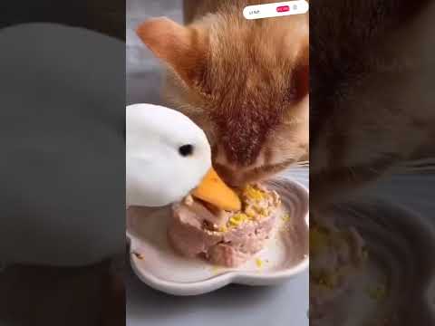 Duck steals cat food#shorts#cats#ducks#cute cats#funny cats