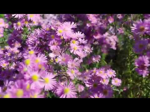 Town Belt Kaitiaki Dunedin