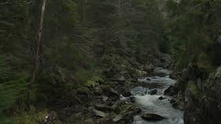 Swirly Stream of Consciousness | LSD visuals nature (Psychedelic pattern test)