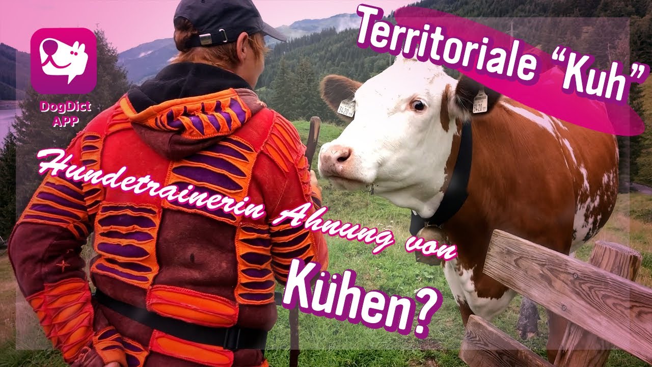 Folge 43: Territoriale „Kuh“