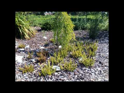 Odcinek #102 Vlog#10 Kwitnące wrzosy