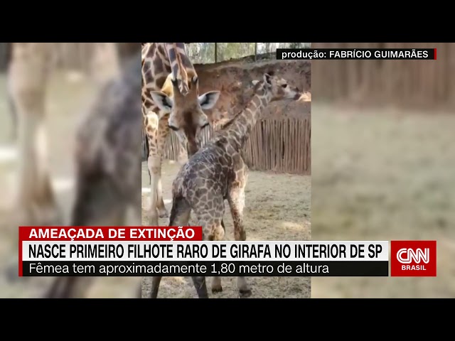 Primeiro filhote de girafa de subespécie em extinção nasce no Brasil