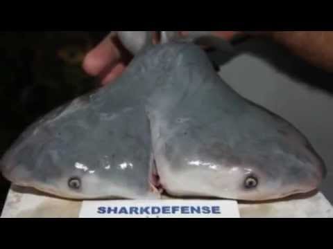 Two-headed shark discovered by fisherman