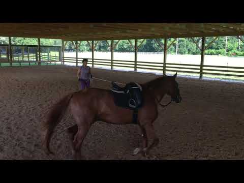 How to correct a horse that FALLS away from you and PULLS when longeing