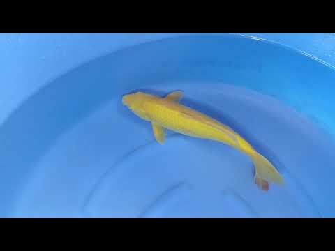 B 3674 02 KARASI 46CM FEMALE OGATA 1JUTA