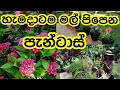 How To Make Pantas 🪷 ️ Pantas Bloomingflowers Flowers Plants Tips Howto Gardening Garden