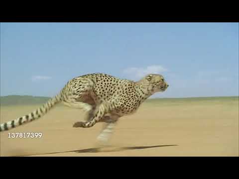 Cheetah Pan Part 8: Charlie Teaches the Cubs to Fly/"You Can Fly"