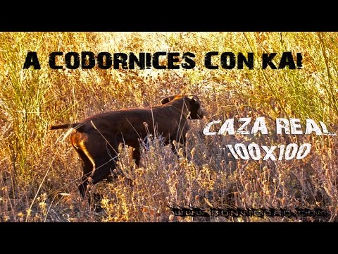 CAZA de CODORNICES con Kai #5 | QUAIL HUNTING | HD