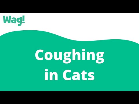 Coughing in Cats | Wag!