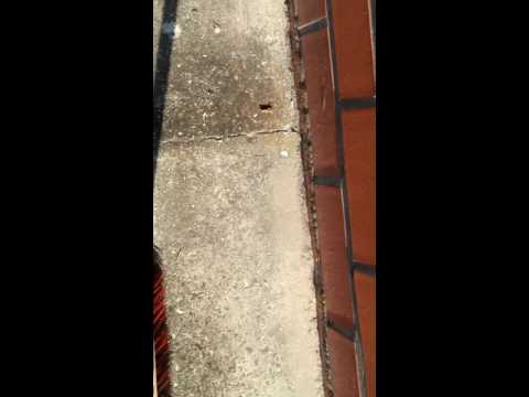 Eine Grille, eine Heuschrecke, oder ein Grashüpfer! :-)