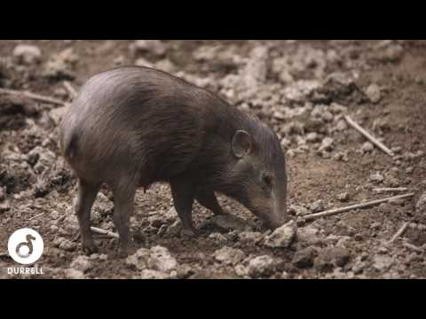 Takeover Tuesday - Dr. Parag Jyoti Deka, Pygmy Hog Conservation Programme Manager