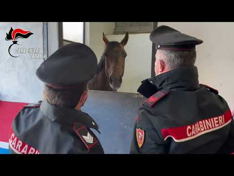 Pubblicavano i video delle corse clandestine di cavalli sui social: denunciati 3 soggetti nel Catanese