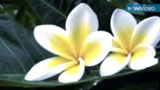 Download lagu Yang Aku Cinta.. mp3