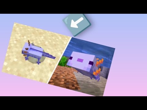 @Parrins TROVA L'AXOLOTL BLU PER LA PRIMA VOLTA NELLA BIG HARDCORE!!