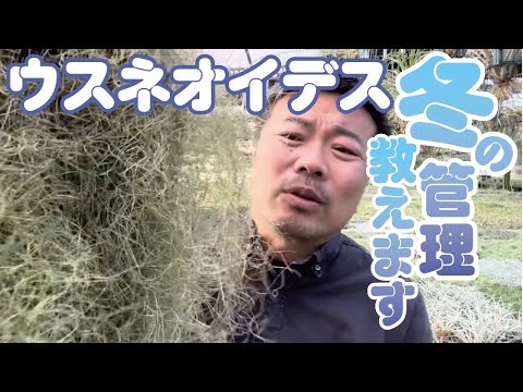 腺状アイランサスについて詳しく解説