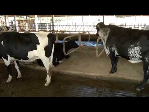 Coronel Pacheco: Estudantes visitam fazenda da Embrapa