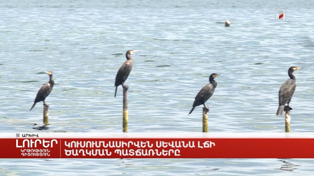 Կուսումնասիրվեն Սևանա լճի ծաղկման պատճառները