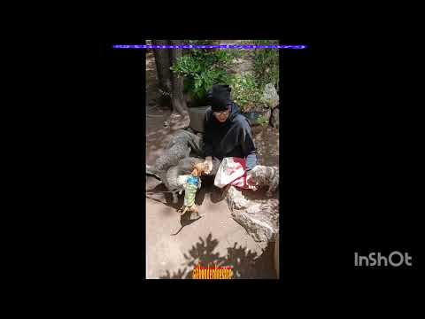 Perros mal acostumbrados,  el mismo alimento y no lo quieren #cordoba #casagrande #perros 