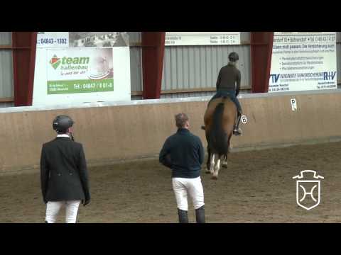 10 Holsteiner Stute von Quidado   Cormint   Quinar   Lantaan