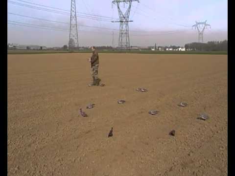 comment poser forme pigeon