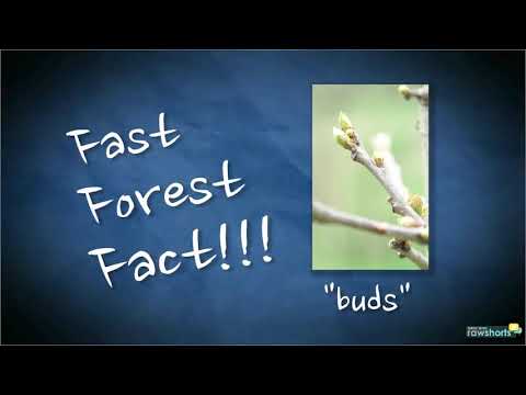 Crowns, Trunks and Roots!