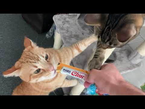 2021 INABA Churu Campaign (6s ver.2)