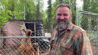 HOW TO GET HOODWINKED BY GOATS - HOMESTEADING ALASKA