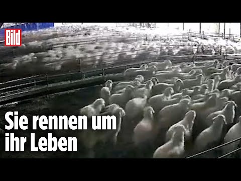 , title : 'Dach bricht zusammen: Massenpanik im Schafstall'