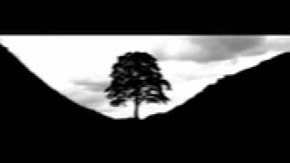 Talvekoidik -  The Tree Knows A Secret