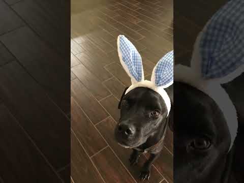 Samson is Easter ready! #youtubeshorts #dog #cute #easter