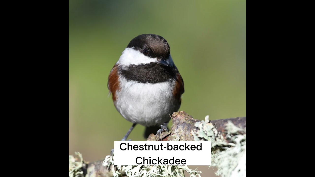 Chestnut-backed Chickadee
