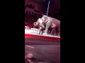 Circus Elephants 1