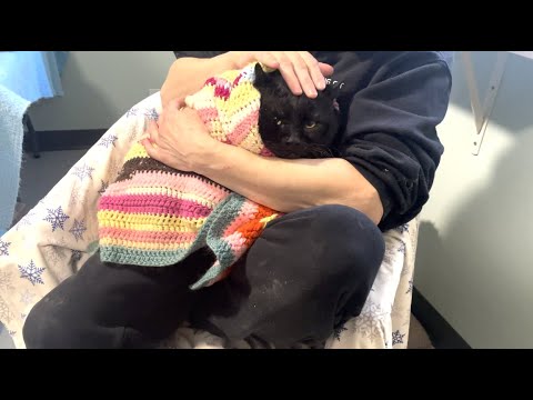 Cat needs kind home after trauma