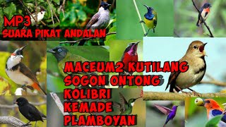 Download lagu Suara pikat andalan burcil ribut terbaru mp3