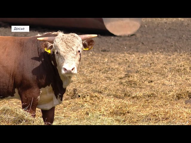 Сезонная вакцинация скота