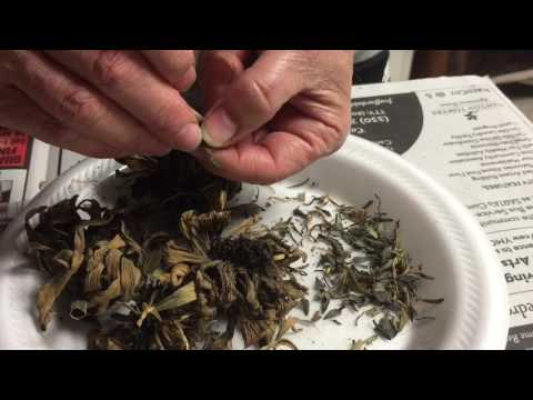 Collecting Zinnia Seeds