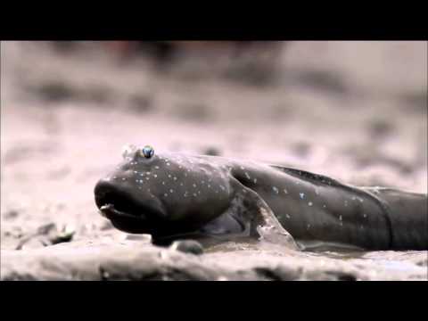 Animal Misfits - Oct. 15 on NATURE on PBS