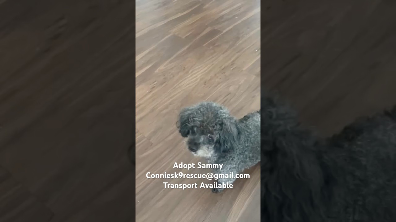 Enlarge Sammy, an adopted Poodle (Toy) in MADISON, AL video 5/5