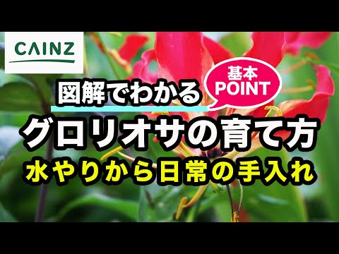 グロリオサ、栄光の冠 植物